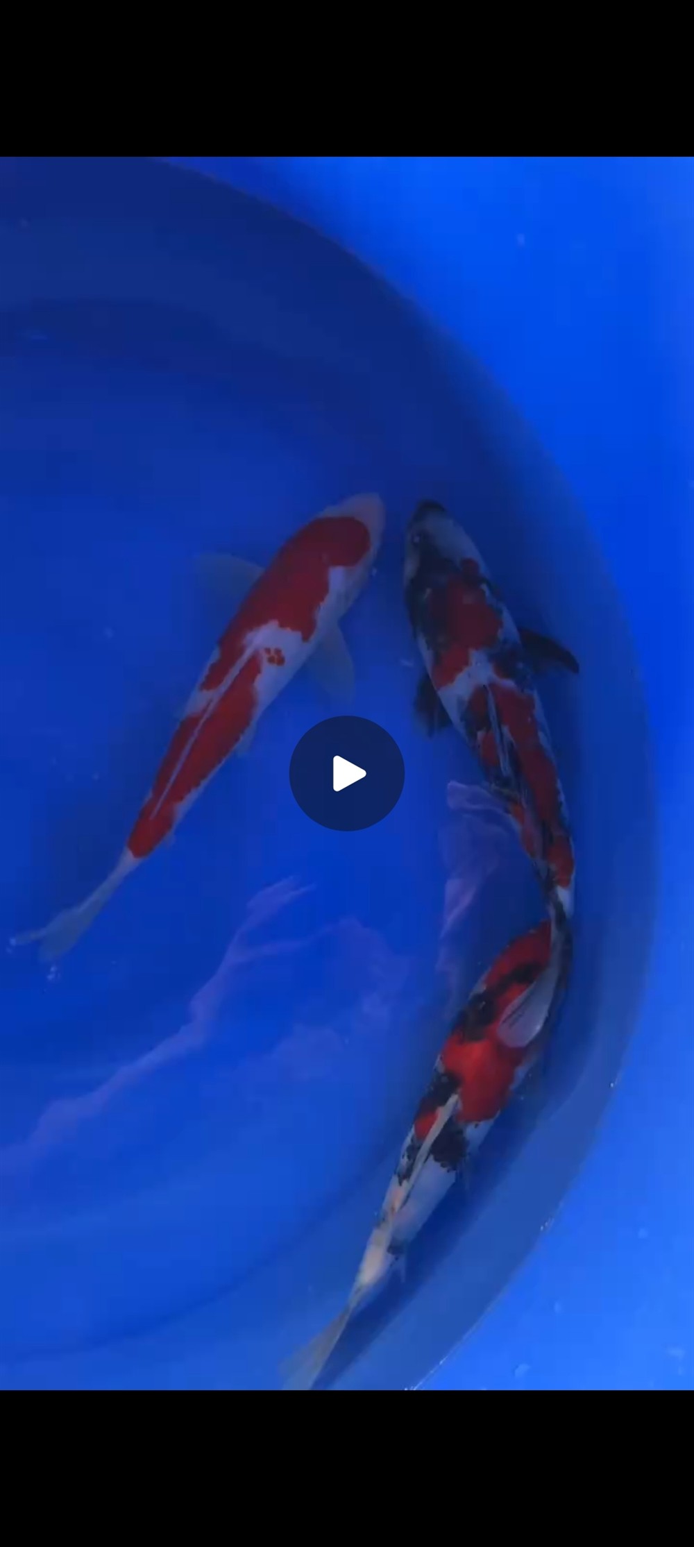 魚場選魚-視頻選魚-發(fā)貨-苦苦等待-到家-過溫-過水-入缸-大鹽-二氯一氣呵成！剩下的就靠你們自己了！