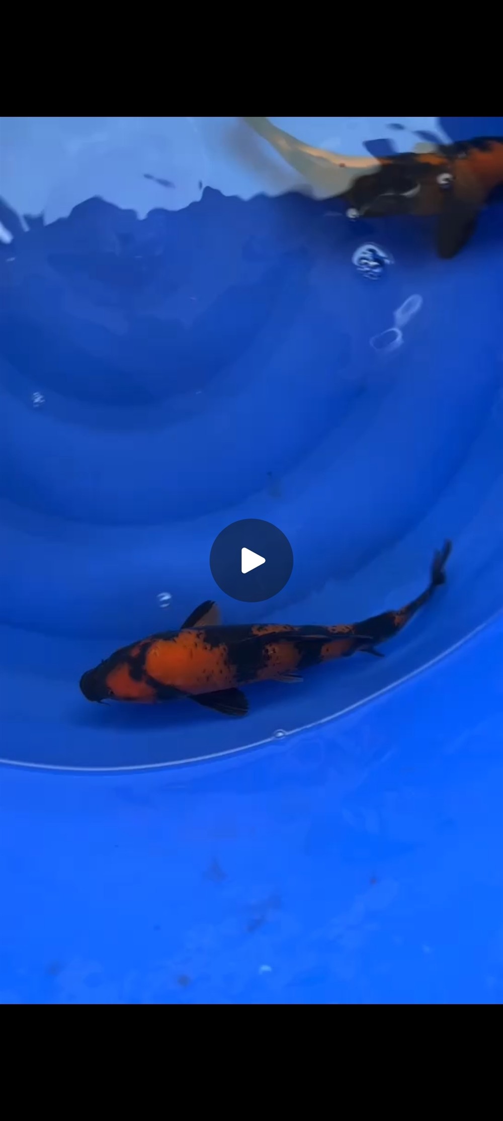 魚場選魚-視頻選魚-發(fā)貨-苦苦等待-到家-過溫-過水-入缸-大鹽-二氯一氣呵成！剩下的就靠你們自己了！