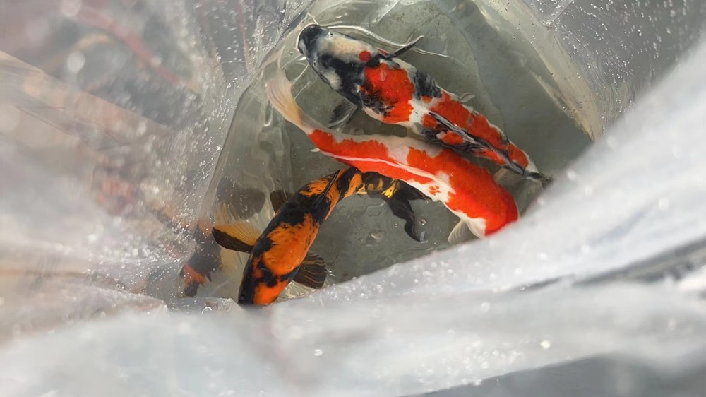 魚場選魚-視頻選魚-發(fā)貨-苦苦等待-到家-過溫-過水-入缸-大鹽-二氯一氣呵成！剩下的就靠你們自己了！