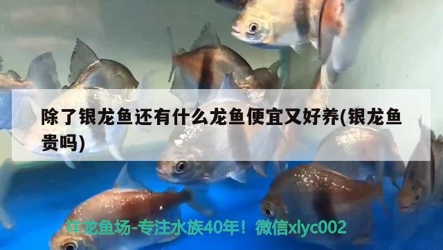 除了銀龍魚還有什么龍魚便宜又好養(銀龍魚貴嗎)