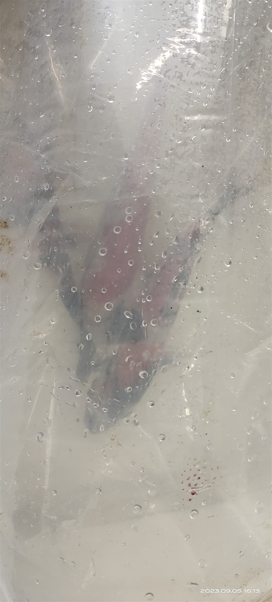魚場選魚-視頻選魚-發(fā)貨-苦苦等待-到家-過溫-過水-入缸-大鹽-二氯一氣呵成！剩下的就靠你們自己了！