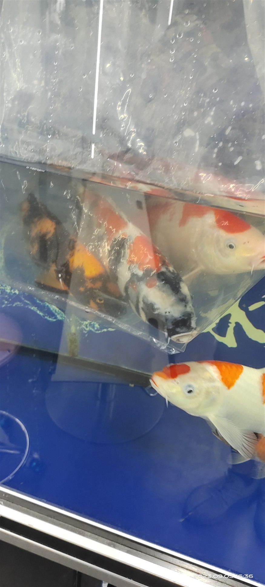 魚場選魚-視頻選魚-發(fā)貨-苦苦等待-到家-過溫-過水-入缸-大鹽-二氯一氣呵成！剩下的就靠你們自己了！