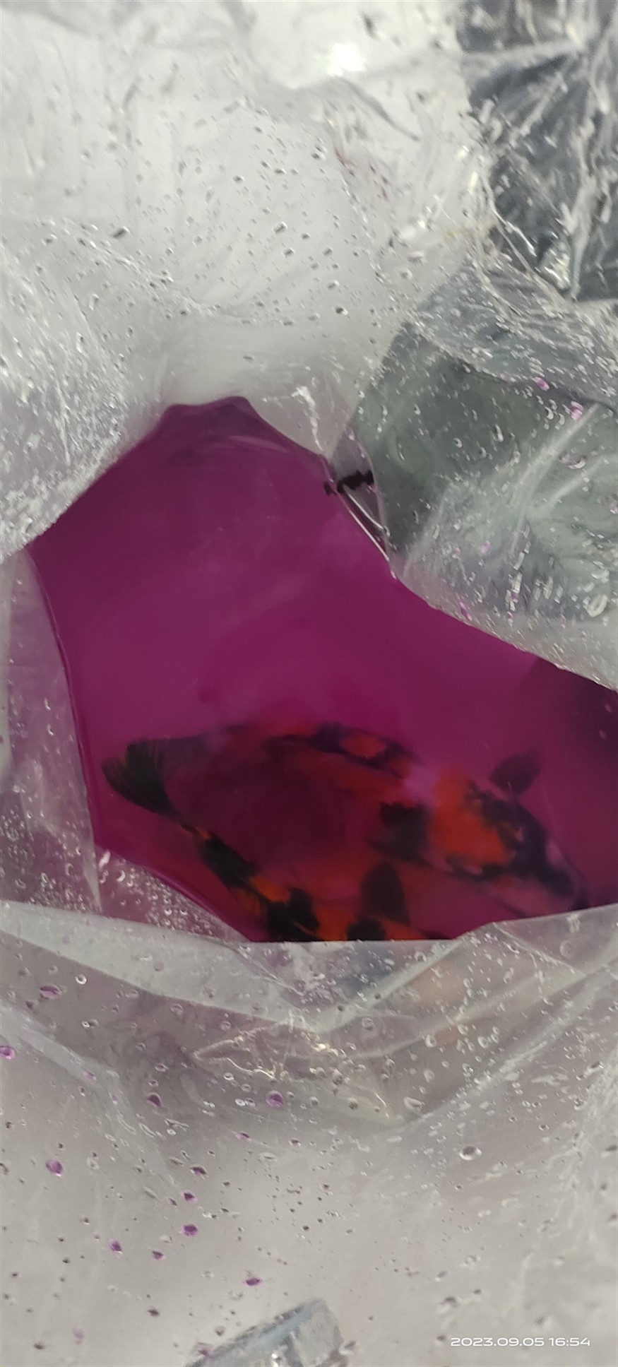 魚場選魚-視頻選魚-發(fā)貨-苦苦等待-到家-過溫-過水-入缸-大鹽-二氯一氣呵成！剩下的就靠你們自己了！