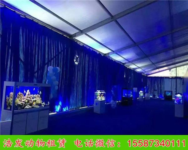 大型海水魚缸設(shè)計(jì)：大型海水魚缸設(shè)計(jì)之生態(tài)系統(tǒng)