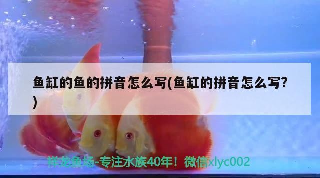 魚缸的魚的拼音怎么寫(魚缸的拼音怎么寫？)