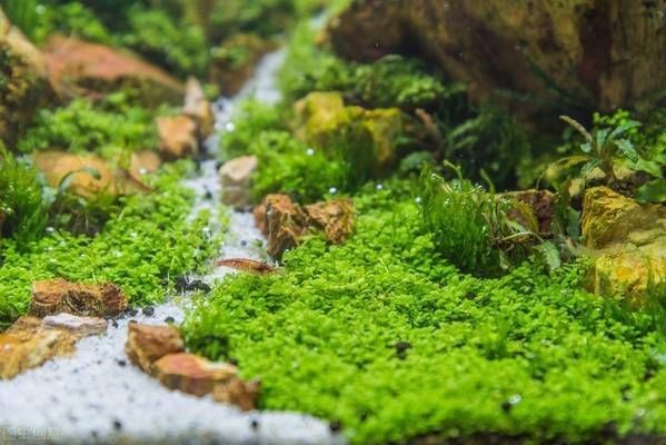 大魚缸適合放水草嗎：大魚缸放水草的注意事項養水草的注意事項養水草的注意事項