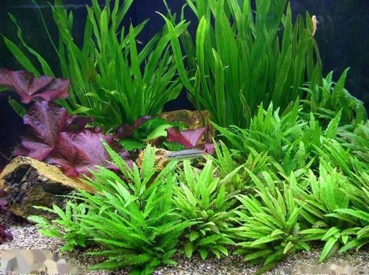 大魚缸適合放水草嗎：大魚缸放水草的注意事項養水草的注意事項養水草的注意事項