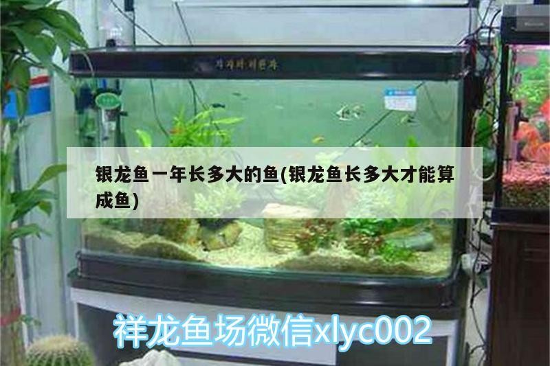 銀龍魚一年長多大的魚(銀龍魚長多大才能算成魚)