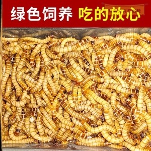 紅龍魚發色和燈光有關系嗎視頻（紅龍魚發色和燈光有關系嗎視頻講解）