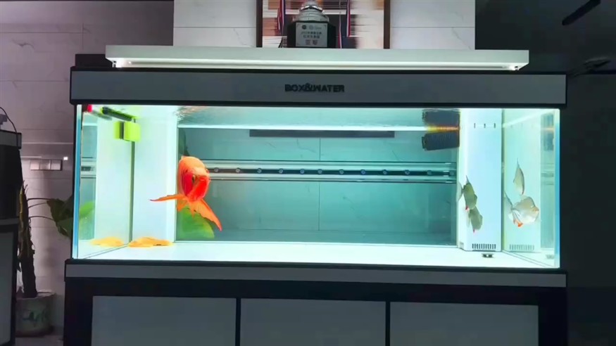 紅龍