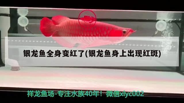 銀龍魚全身變紅了(銀龍魚身上出現紅斑)