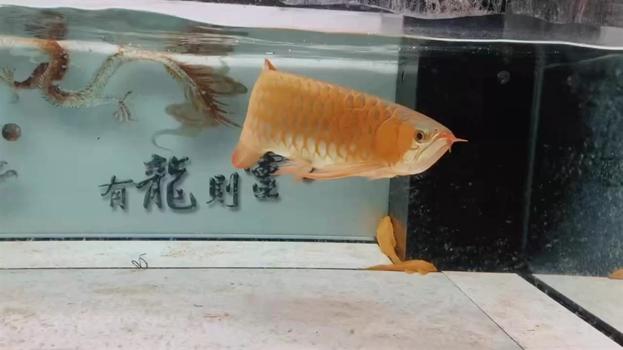 紅龍魚 五十二公分