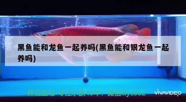 黑魚能和龍魚一起養嗎(黑魚能和銀龍魚一起養嗎)