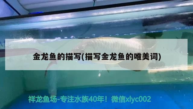 虎魚和什么魚能混養,虎魚能和什么魚混養的魚一起混養,虎和什么魚能混養? 虎魚百科 第2張 虎魚和什么魚能混養,虎魚能和什么魚混養的魚一起混養,虎和什么魚能混養? 虎魚和什么魚能混養,虎魚能和什么魚混養的魚一起混養,虎和什么魚能混養? 虎魚百科 第2張