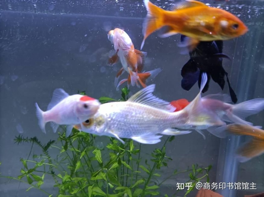 1.2米魚缸養什么冷水魚：1.2米的魚缸養什么冷水魚