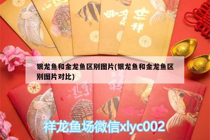 銀龍魚和金龍魚區(qū)別圖片(銀龍魚和金龍魚區(qū)別圖片對比)