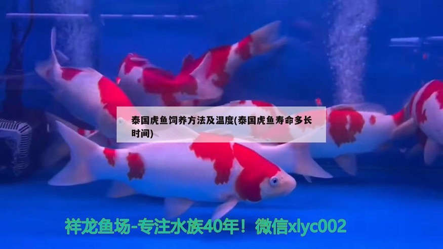 泰國虎魚飼養方法及溫度(泰國虎魚壽命多長時間)