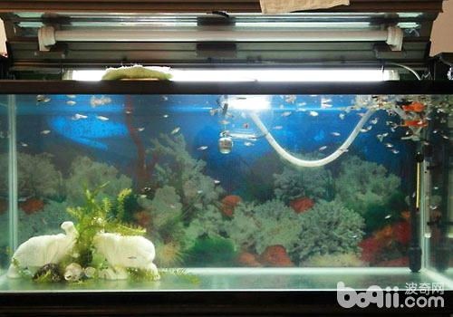 大型魚缸過濾怎么清洗：大型魚缸過濾器清洗步驟和注意事項和注意事項