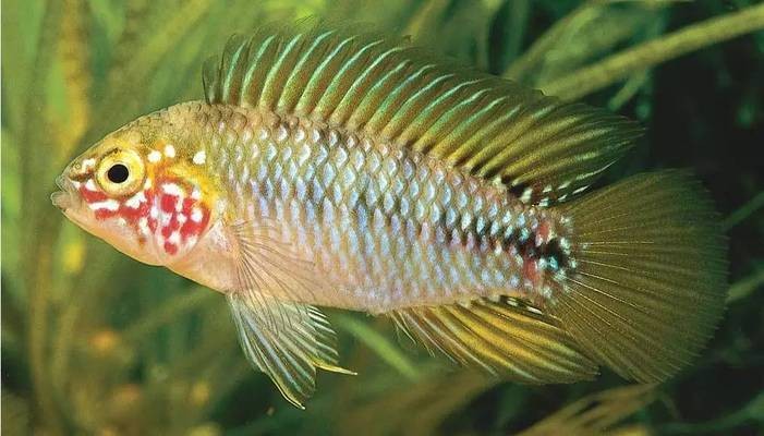 鉛山縣小曾水之戀水族館