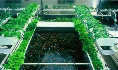 大桶水做魚缸好不好用：如何合理使用桶裝水養魚？
