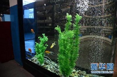 不用的魚缸怎么辦：\"不用的魚缸怎么辦\"不用的魚缸怎么處理