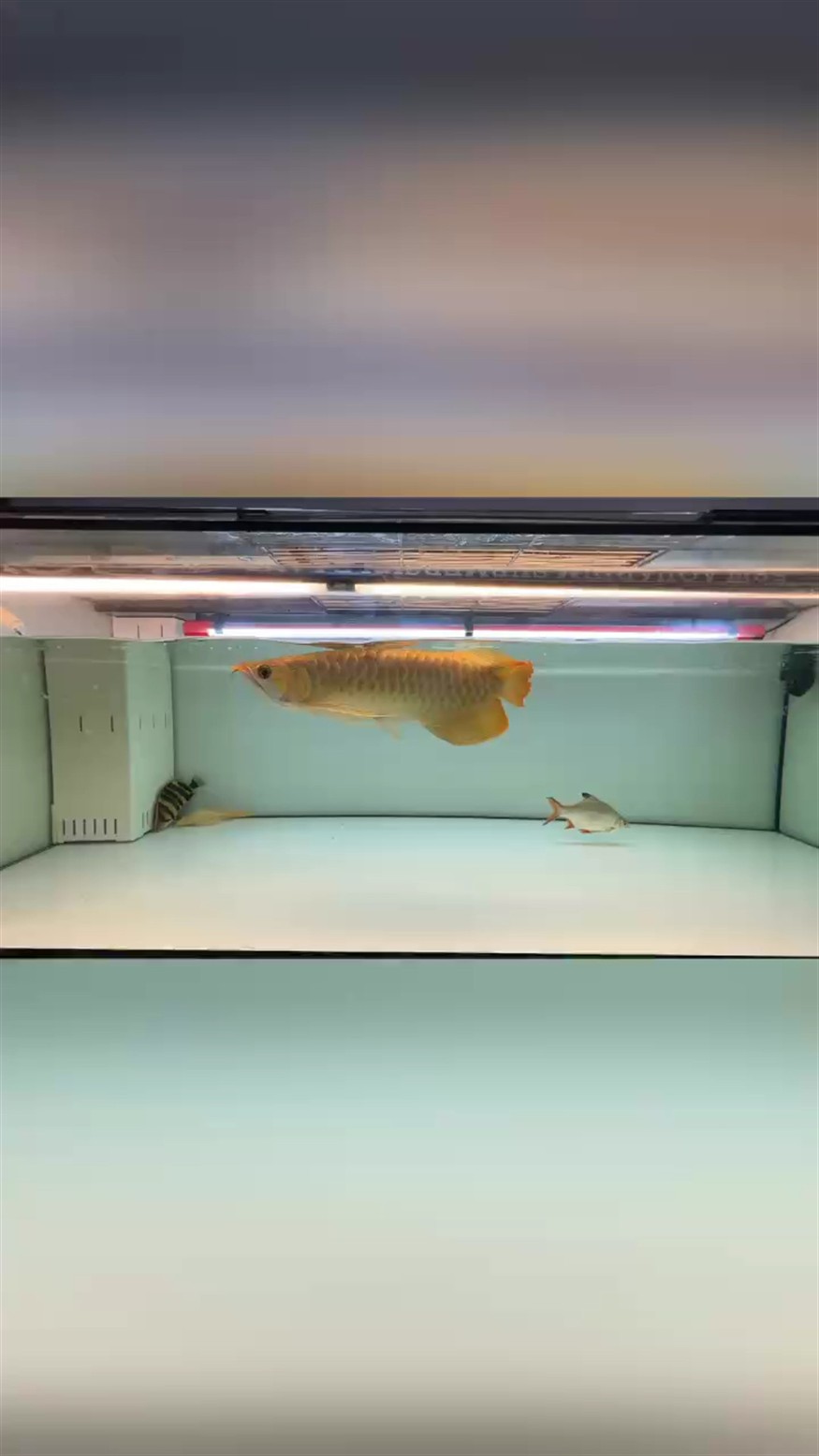 蘇躲躲