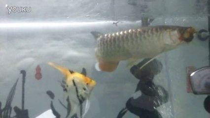 金龍魚吃什么長的快 龍魚百科 第1張 金龍魚吃什么長的快 金龍魚吃什么長的快 龍魚百科 第1張