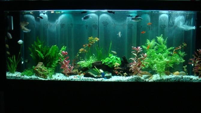 不用打理的魚缸造景方法：魚缸造景的原則