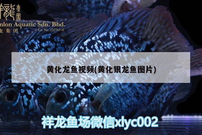 黃化龍魚視頻(黃化銀龍魚圖片) 黃化龍魚視頻(黃化銀龍魚圖片) 銀龍魚百科