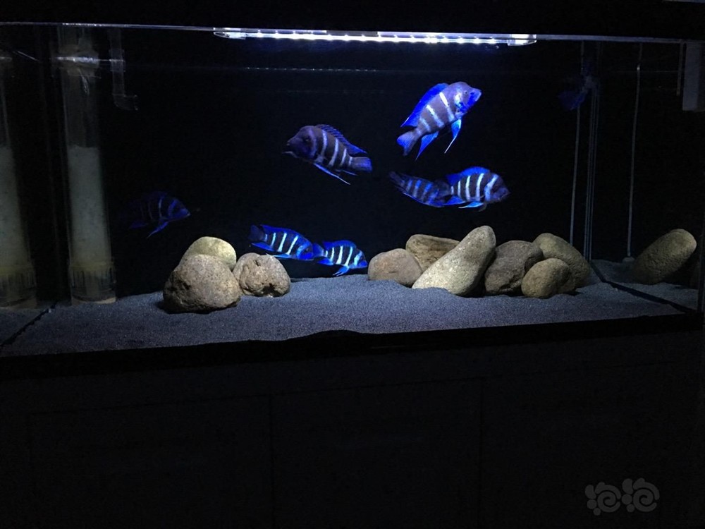 150魚缸養幾條薩伊藍：150魚缸養幾條薩伊藍需要足夠的空間才能健康生長