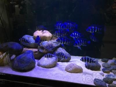 150魚缸養幾條薩伊藍：150魚缸養幾條薩伊藍需要足夠的空間才能健康生長