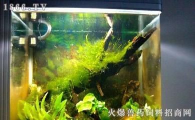 窗戶改造魚缸：窗戶改造魚缸的步驟