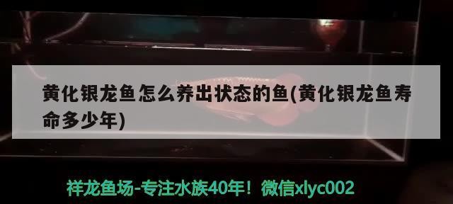 黃化銀龍魚怎么養出狀態的魚(黃化銀龍魚壽命多少年)