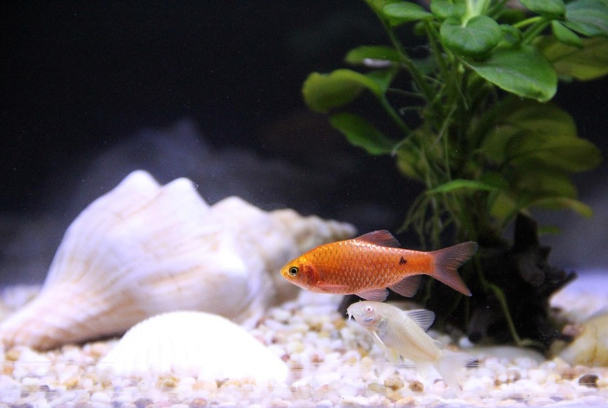 食用金龍魚價格多少錢一條啊(普通金龍魚價格多少錢一條)