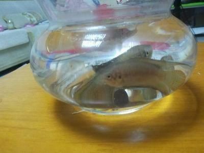 大魚缸適合養什么小魚：什么樣的魚適合養在大魚缸中？
