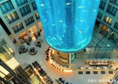 大魚缸適合養什么小魚：什么樣的魚適合養在大魚缸中？