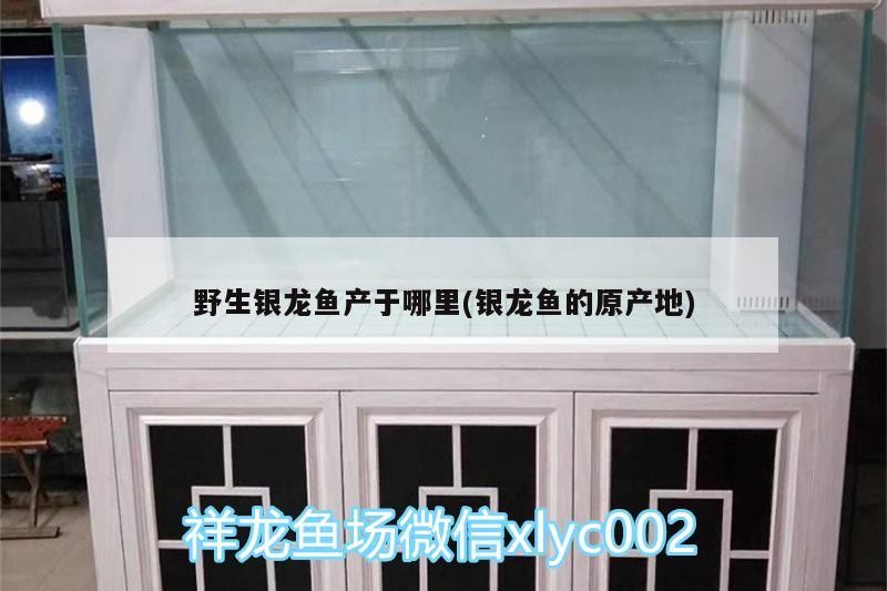 野生銀龍魚(yú)產(chǎn)于哪里(銀龍魚(yú)的原產(chǎn)地)