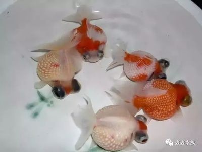 大魚缸如何消毒最好：高錳酸鉀消毒的方法