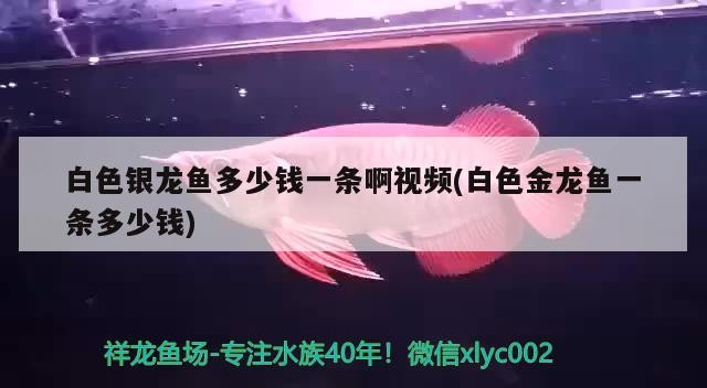 白色銀龍魚多少錢一條啊視頻(白色金龍魚一條多少錢)