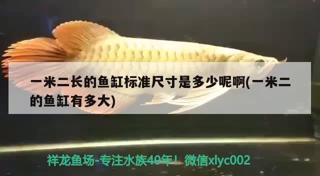 一米二長(zhǎng)的魚缸標(biāo)準(zhǔn)尺寸是多少呢啊(一米二的魚缸有多大)
