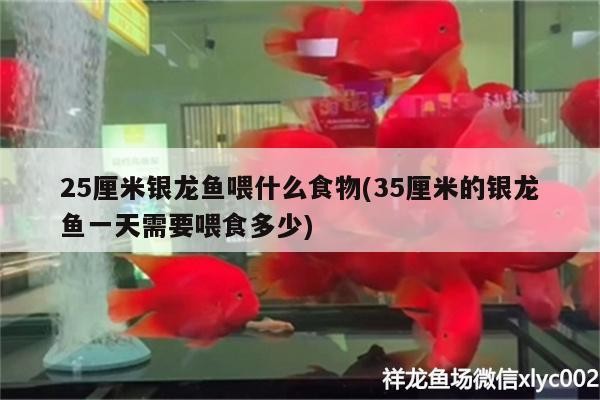 25厘米銀龍魚喂什么食物(35厘米的銀龍魚一天需要喂食多少)