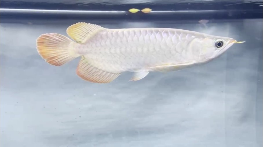 紅龍魚成長日記