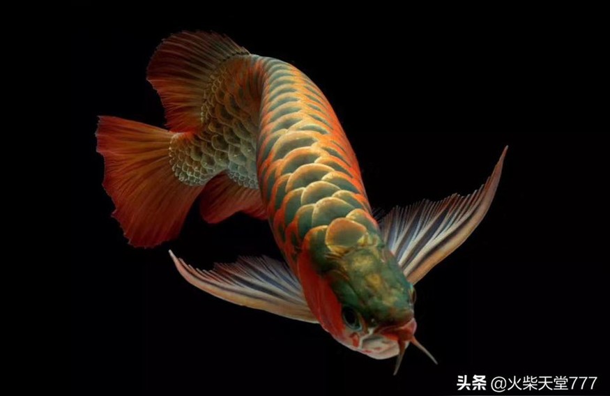 虎魚魚苗:龍魚虎魚和鳳魚可以混養嗎