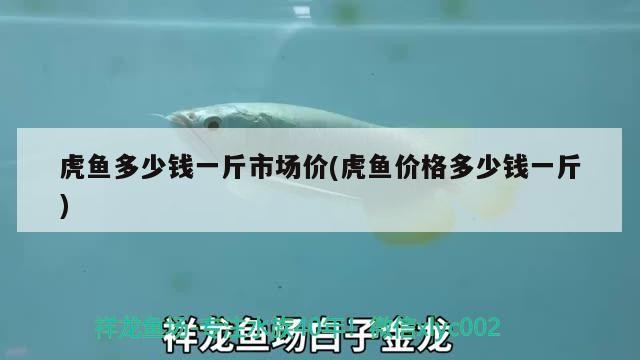 虎魚多少錢一斤市場價(虎魚價格多少錢一斤)