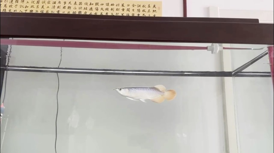 開口了，比較適應了，過幾天換水