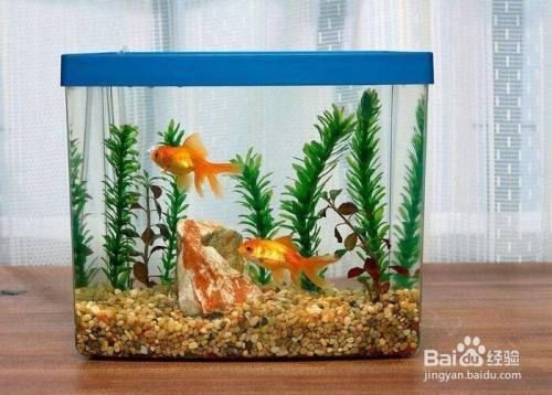 大魚缸怎么清理魚糞便的：如何清理大魚缸中的糞便？