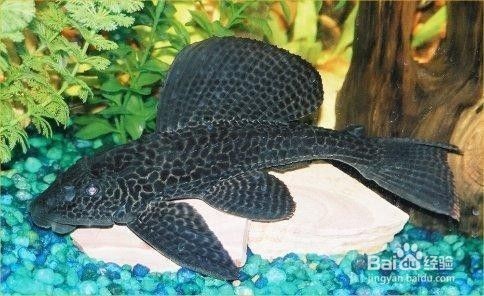 大魚缸怎么清理魚糞便的：如何清理大魚缸中的糞便？