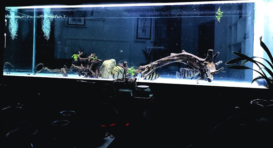 塔城水族館虎魚的世界
