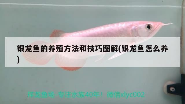 銀龍魚的養殖方法和技巧圖解(銀龍魚怎么養)