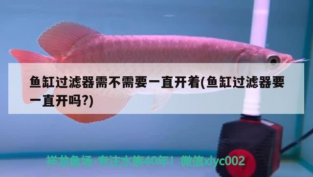 魚缸過(guò)濾器需不需要一直開(kāi)著(魚缸過(guò)濾器要一直開(kāi)嗎?)